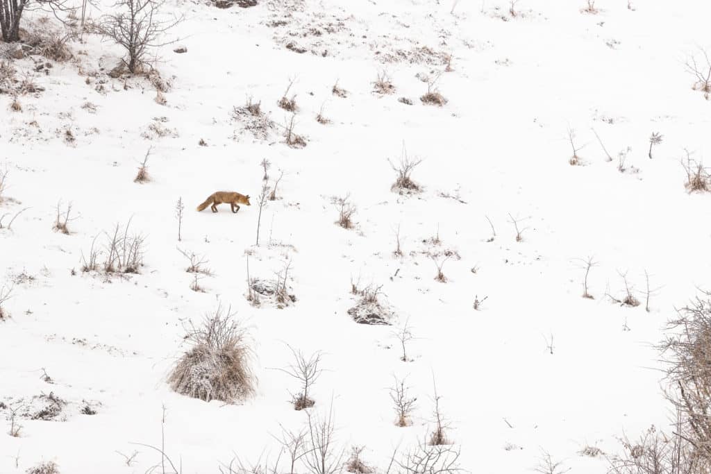 Loner Fox Loner Fox | New Image 2021 - Mohammad Murad
