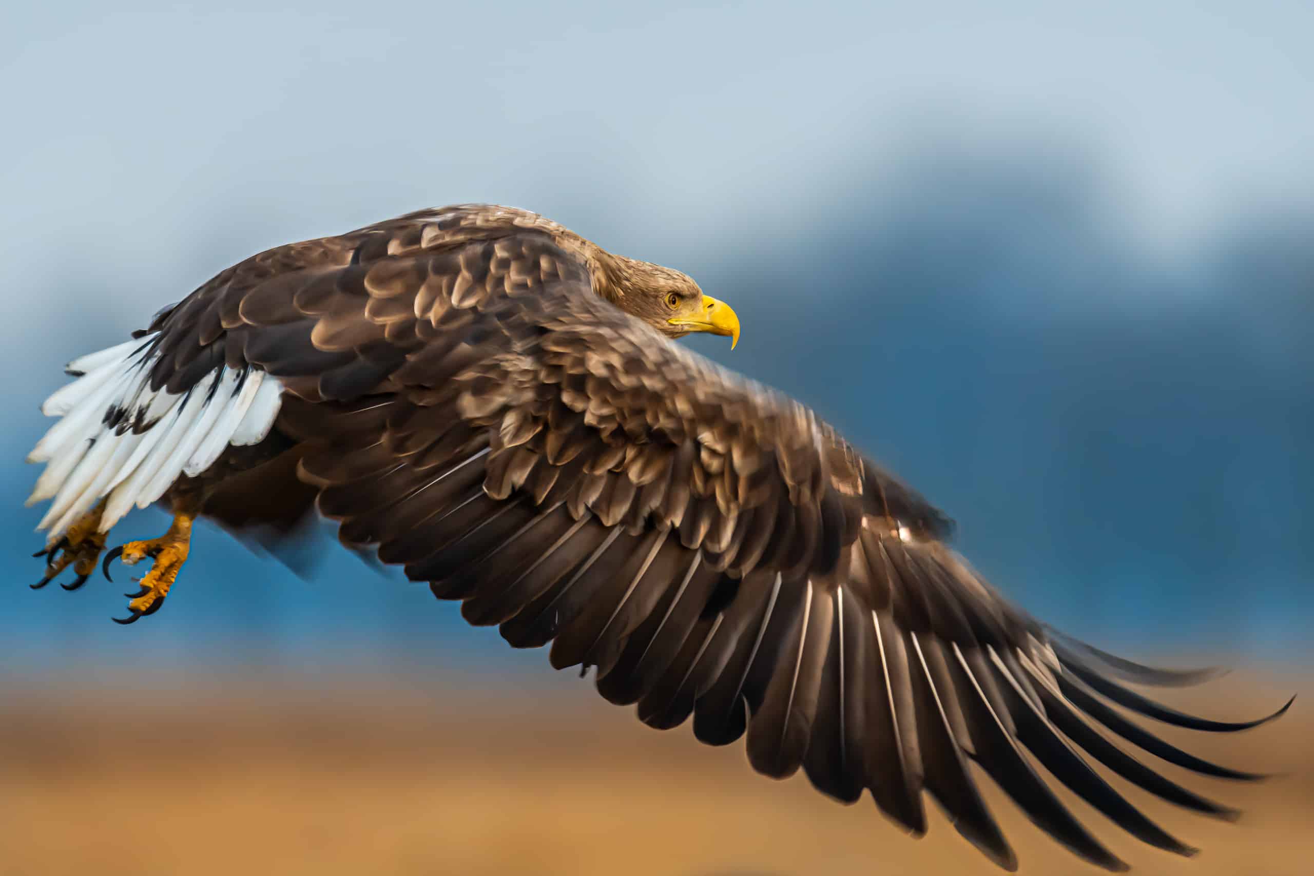 Eagle Determination