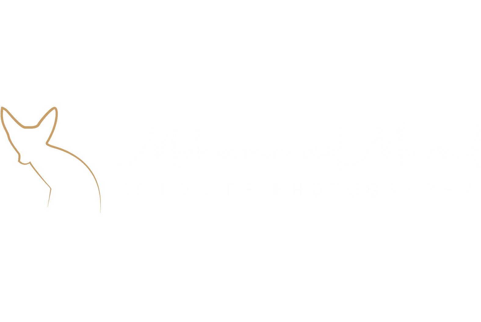 Mohammad Murad