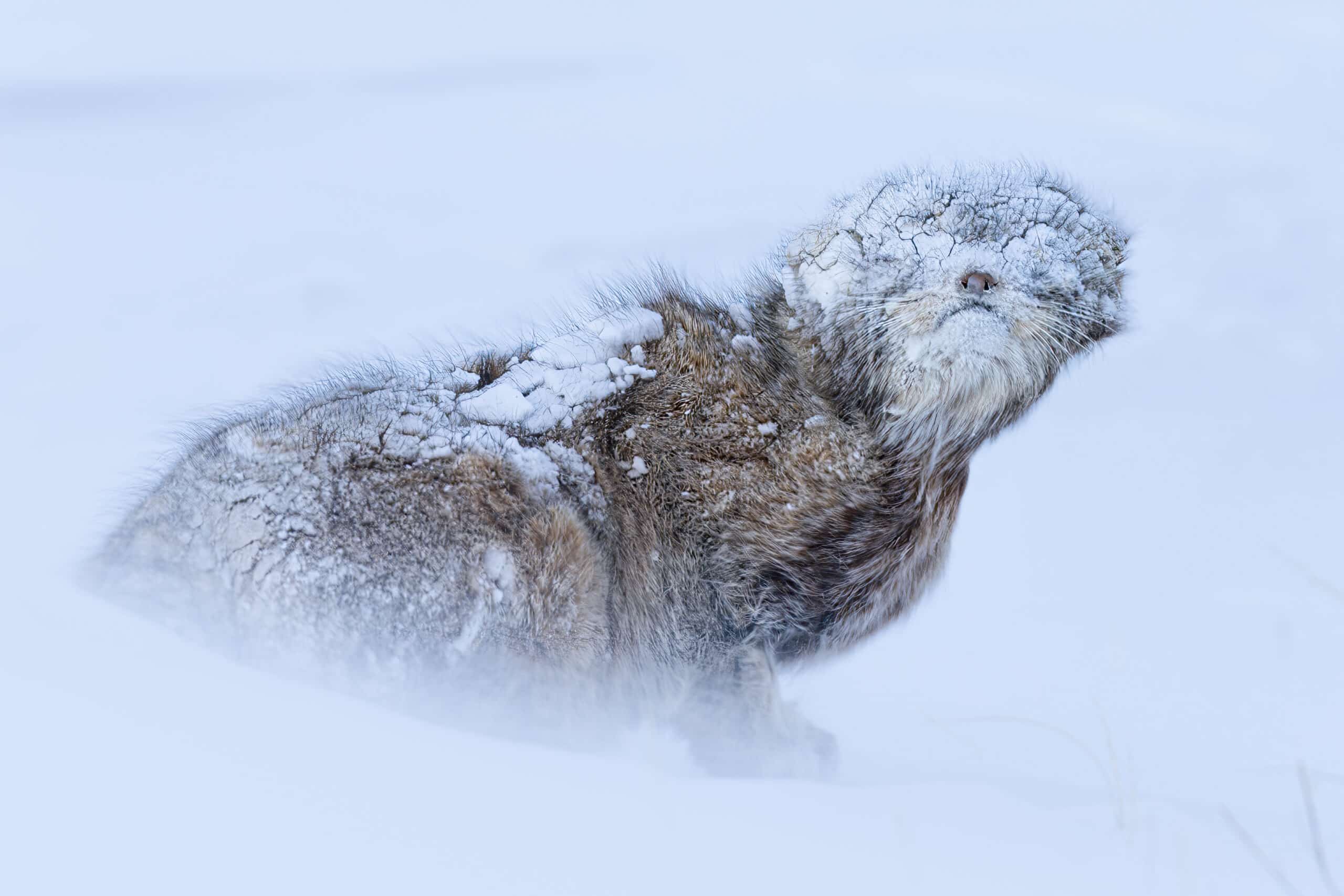 Awards - Mohammad Murad Photographer Mohammad Murad Mohammad Murad